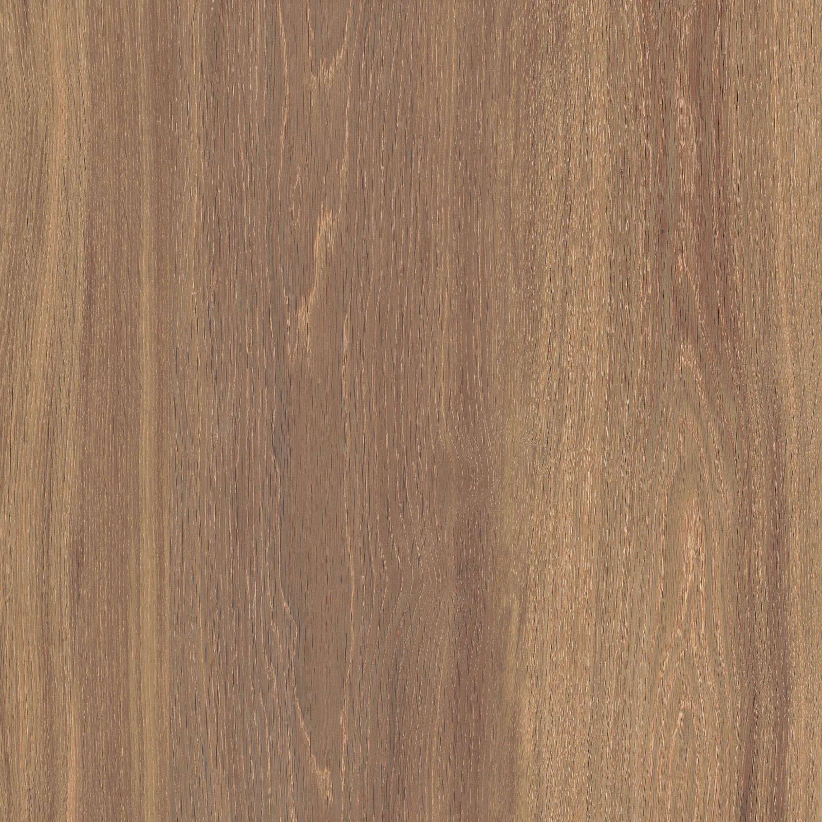 PLATINUM 50X50 DAYTONA BROWN